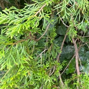 Meet your Posher, Francesca